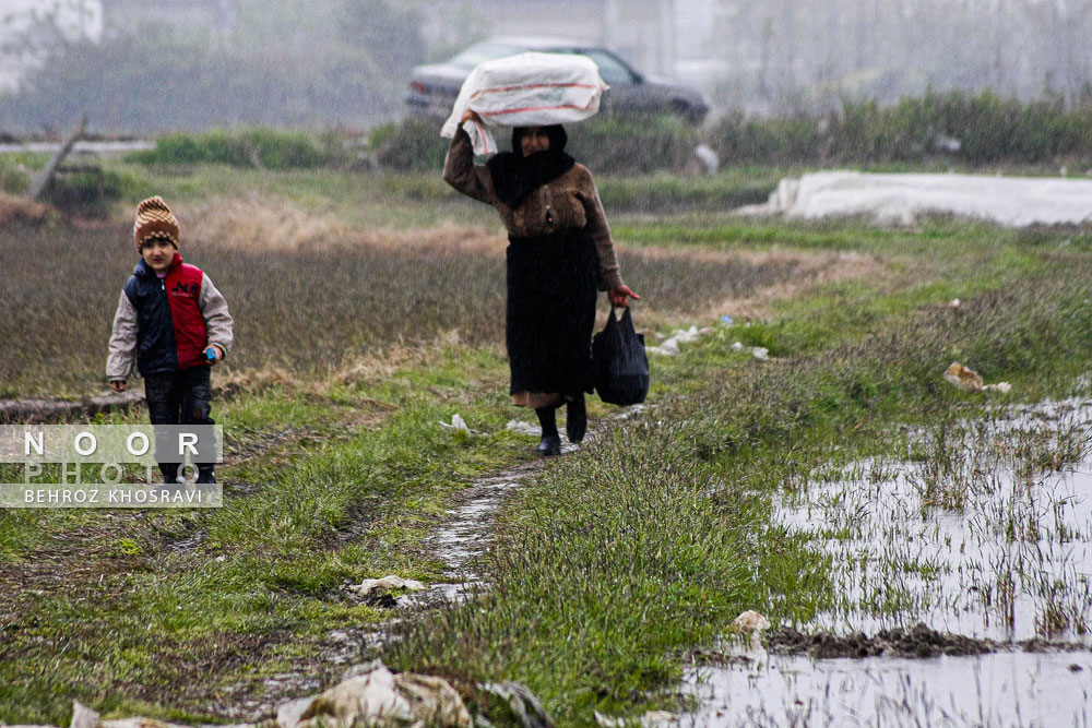 شالیکاران مزارع برنج مازندران