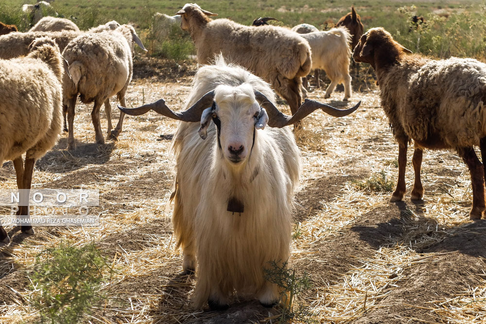 زندگی به سبک روستاهای بجنورد