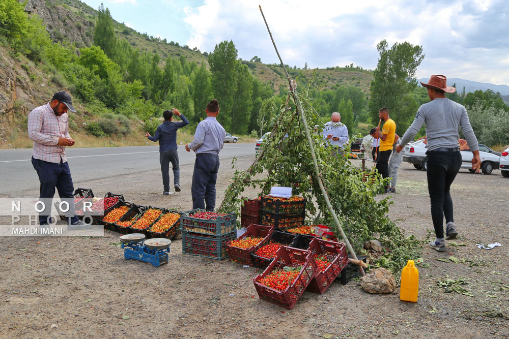 برداشت گیلاس در باغات روستای افیل شهرستان مشکین شهر