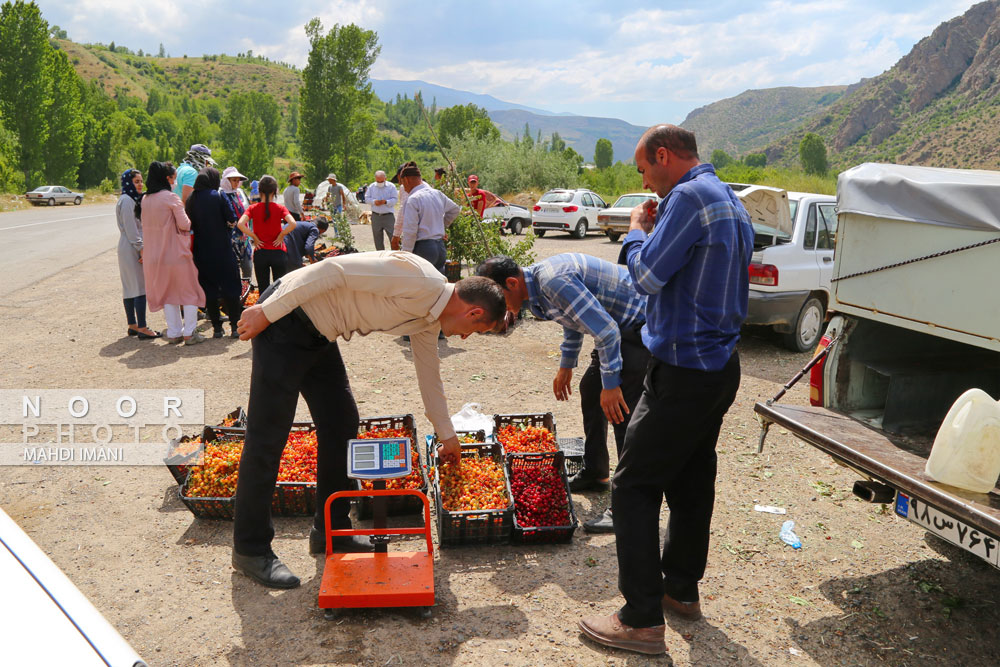 برداشت گیلاس در باغات روستای افیل شهرستان مشکین شهر