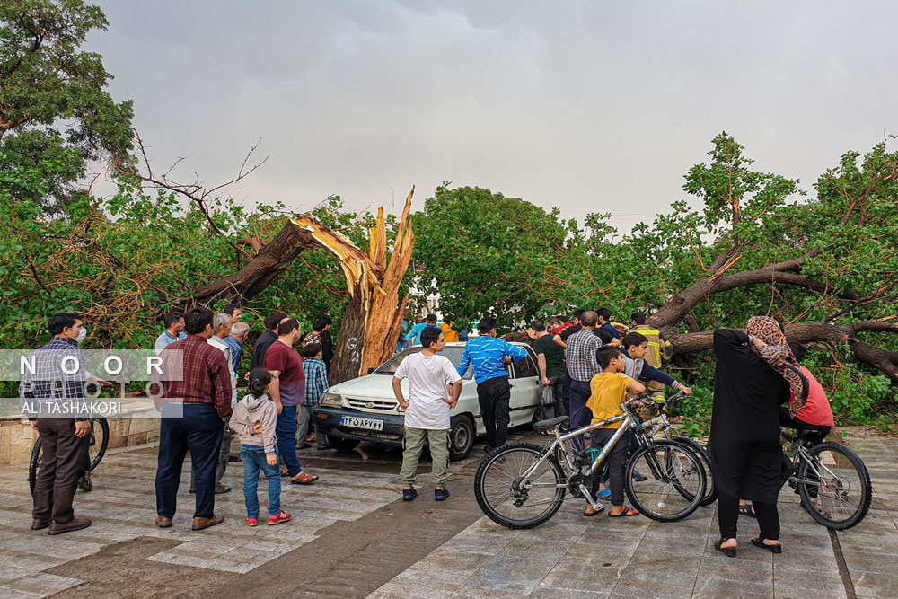 قطع درخت بر اثر رعد و برق در شهر قزوین