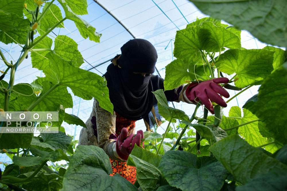 برداشت خیار گلخانه ای در شهرستان قلعه گنج