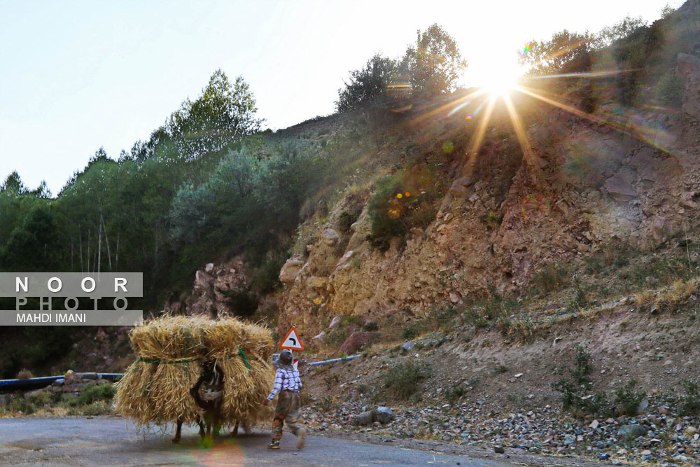 برداشت گندم از مزارع شهرستان اهر