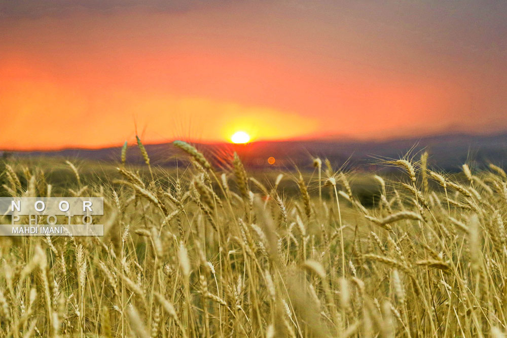 برداشت گندم از مزارع شهرستان اهر